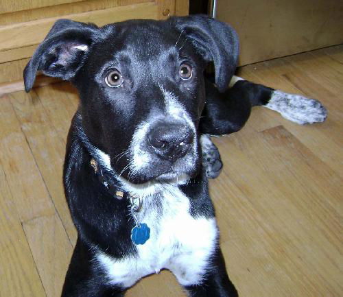 Opie
