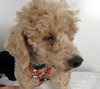 Sonny (Vision Loss)