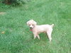 Sonny (Vision Loss)