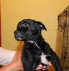 Archie -Puppy