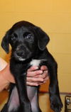 Brady -Puppy