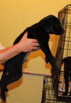 Brady -Puppy