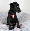 Brady -Puppy