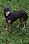 Cissy