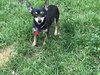 Cissy