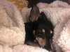 Cissy