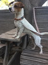 Carlos
