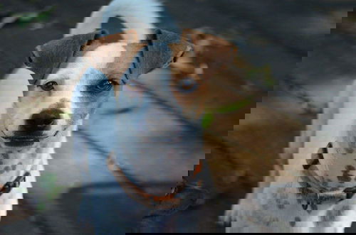 Carlos