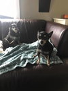 Bella-Lou