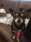 Bella-Lou