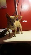 LuLu