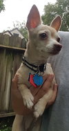 LuLu