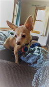 LuLu
