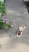LuLu