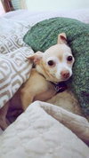 LuLu