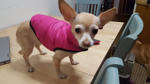 LuLu