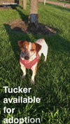 Tucker