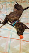 Dream -Pup
