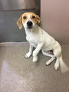 Mavis -Puppy