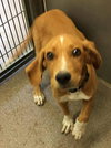 Chips -Puppy Foster Needed