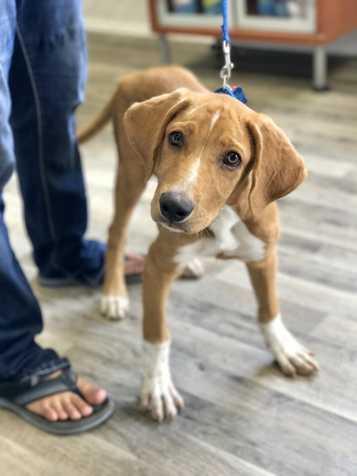 Chips -Puppy Foster Needed