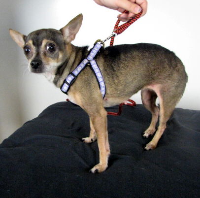 Pepper