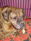 Athena