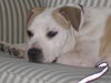 Samson