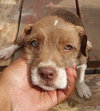 Luna Mae-Puppy