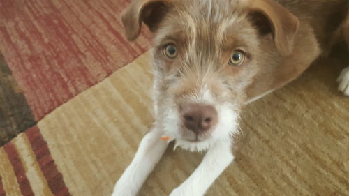Luna Mae-Puppy