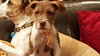 Luna Mae-Puppy