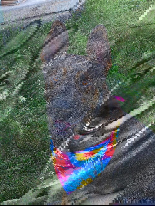 Sarge