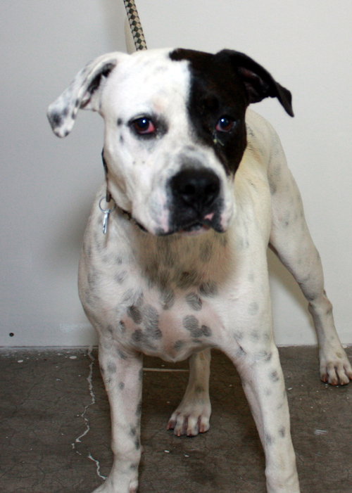 Angelo -Pup