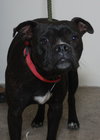 Angelica