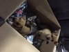 Claire -Puppy
