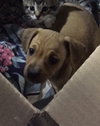 Claire -Puppy
