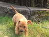 Claire -Puppy