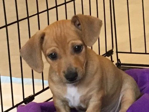 Claire -Puppy