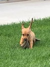 Claire -Puppy