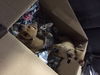 Charlie -Puppy