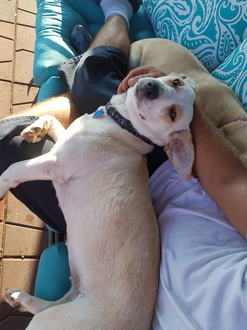 Stella