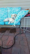 Stella