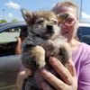 Mike -Puppy Available for Adoption 10/7