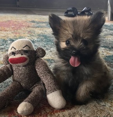Mike -Puppy Available for Adoption 10/7