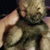 Molly -Puppy Available for Adoption 10/7