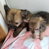 Molly -Puppy Available for Adoption 10/7
