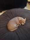 Dixie