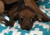 Soldier -Puppy