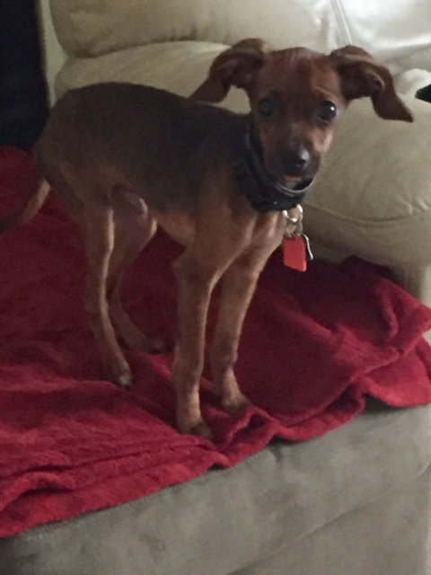 Soldier -Puppy