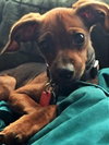 Soldier -Puppy